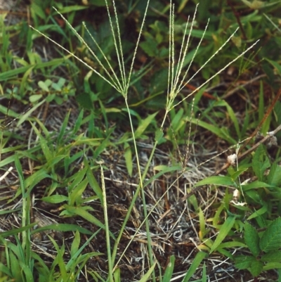 Digitaria sanguinalis (Summer Grass) at Greenway, ACT - 4 Feb 2007 by michaelb