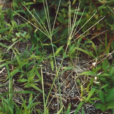 Digitaria sanguinalis (Summer Grass) at Greenway, ACT - 5 Feb 2007 by MichaelBedingfield