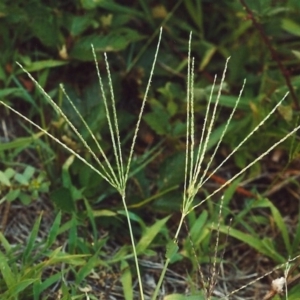 Digitaria sanguinalis at Greenway, ACT - 5 Feb 2007