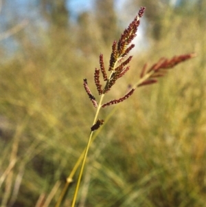 Echinochloa crus-galli at Greenway, ACT - 6 Mar 2007 12:00 AM