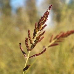 Echinochloa crus-galli at Greenway, ACT - 6 Mar 2007 12:00 AM