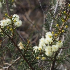 Acacia genistifolia (Early Wattle) at Acton, ACT - 19 Aug 2015 by KenT