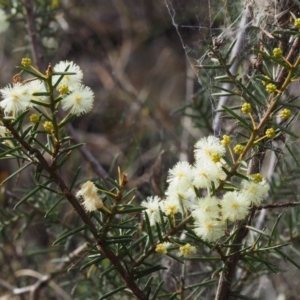 Acacia genistifolia at Point 25 - 19 Aug 2015