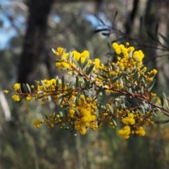 Acacia buxifolia subsp. buxifolia (Box-leaf Wattle) at Black Mountain - 18 Aug 2015 by KenT