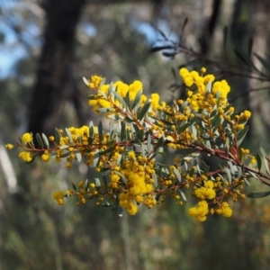 Acacia buxifolia subsp. buxifolia at Acton, ACT - 19 Aug 2015