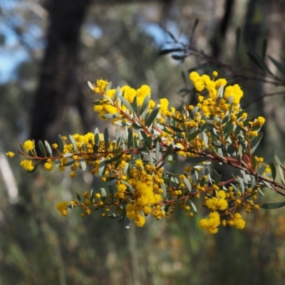 Acacia buxifolia subsp. buxifolia (Box-leaf Wattle) at Black Mountain - 18 Aug 2015 by KenT