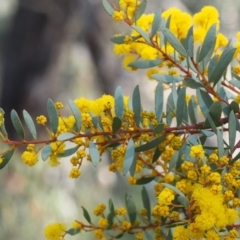 Acacia buxifolia subsp. buxifolia at Acton, ACT - 19 Aug 2015