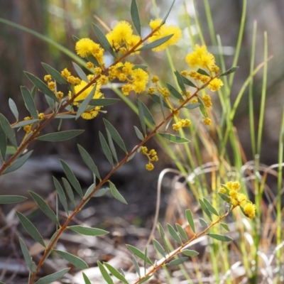 Acacia buxifolia subsp. buxifolia (Box-leaf Wattle) at Point 4762 - 20 Aug 2015 by KenT