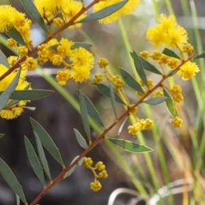 Acacia buxifolia subsp. buxifolia at Point 4762 - 20 Aug 2015