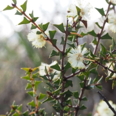 Acacia gunnii (Ploughshare Wattle) at Black Mountain - 18 Aug 2015 by KenT