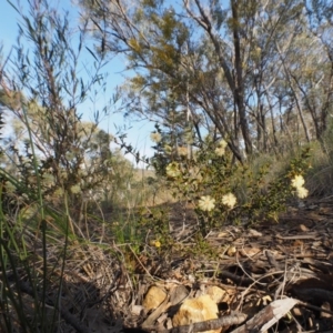 Acacia gunnii at Acton, ACT - 19 Aug 2015