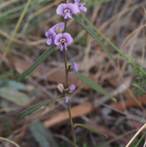 Hovea heterophylla at Undefined Area - 20 Aug 2015 10:06 AM