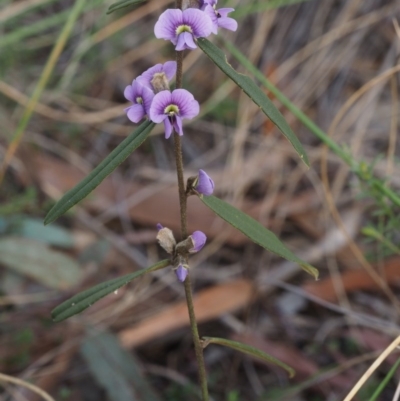 Hovea heterophylla (Common Hovea) at Black Mountain - 20 Aug 2015 by KenT