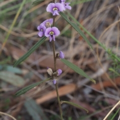Hovea heterophylla (Common Hovea) at Point 4910 - 20 Aug 2015 by KenT
