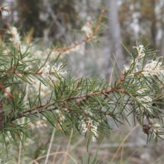 Hakea decurrens subsp. decurrens (Bushy Needlewood) at Canberra Central, ACT - 19 Aug 2015 by KenT