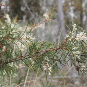 Hakea decurrens subsp. decurrens at Point 5058 - 20 Aug 2015