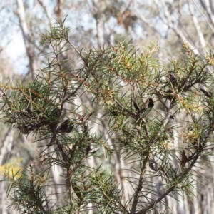 Hakea decurrens subsp. decurrens at Canberra Central, ACT - 20 Aug 2015