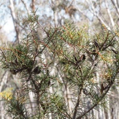 Hakea decurrens subsp. decurrens (Bushy Needlewood) at Canberra Central, ACT - 20 Aug 2015 by KenT