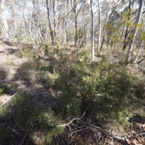 Hakea decurrens subsp. decurrens at Canberra Central, ACT - 20 Aug 2015