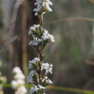 Leucopogon microphyllus var. pilibundus at Acton, ACT - 19 Aug 2015