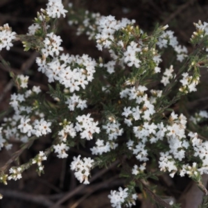 Leucopogon microphyllus var. pilibundus at Acton, ACT - 19 Aug 2015