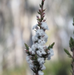 Leucopogon attenuatus (Small-leaved Beard Heath) at Canberra Central, ACT - 20 Aug 2015 by KenT