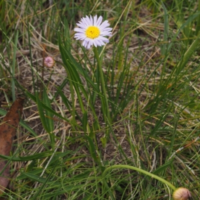 Brachyscome scapigera (Tufted Daisy) at Brindabella National Park - 27 Nov 2014 by KenT