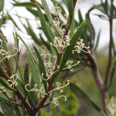 Hakea microcarpa (Small-fruit Hakea) at Brindabella National Park - 27 Nov 2014 by KenT