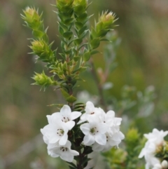 Epacris breviflora (Drumstick Heath) at Brindabella National Park - 27 Nov 2014 by KenT