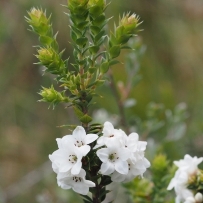 Epacris breviflora (Drumstick Heath) at Brindabella National Park - 27 Nov 2014 by KenT