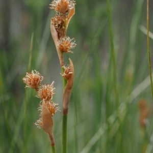 Baloskion australe at Uriarra, NSW - 27 Nov 2014 12:57 PM