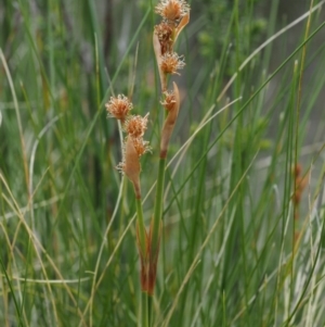 Baloskion australe at Uriarra, NSW - 27 Nov 2014