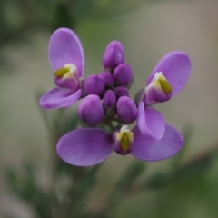 Comesperma retusum (Mountain Milkwort) at Brindabella National Park - 27 Nov 2014 by KenT