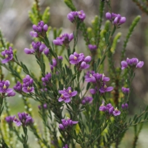 Comesperma retusum at Uriarra, NSW - 27 Nov 2014