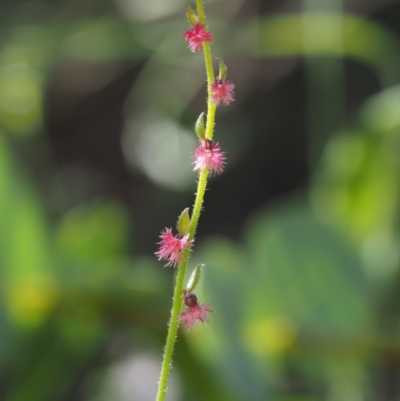 Gonocarpus tetragynus (Common Raspwort) at Tennent, ACT - 14 Dec 2014 by KenT