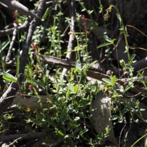 Gonocarpus tetragynus at Tennent, ACT - 15 Dec 2014