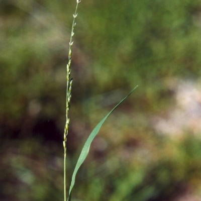 Ehrharta erecta (Panic Veldtgrass) at Conder, ACT - 27 Mar 2007 by MichaelBedingfield