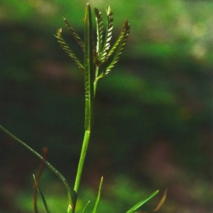 Eleusine indica at Greenway, ACT - 21 Apr 2012