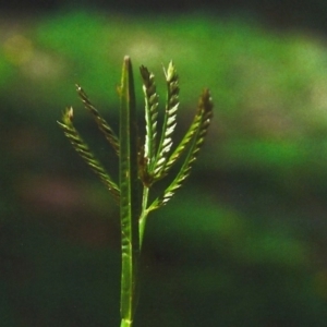 Eleusine indica at Greenway, ACT - 21 Apr 2012