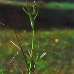 Eleusine indica at Greenway, ACT - 21 Apr 2012