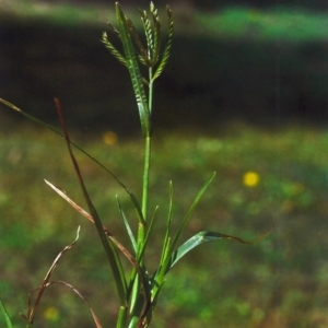 Eleusine indica at Greenway, ACT - 21 Apr 2012