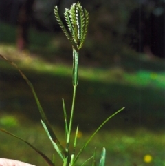 Eleusine indica at Greenway, ACT - 21 Apr 2012