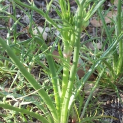 Eryngium ovinum (Blue Devil) at Nicholls, ACT - 8 Nov 2003 by gavinlongmuir