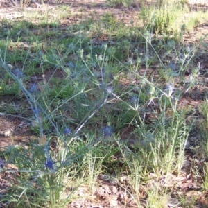 Eryngium ovinum at Nicholls, ACT - 6 Dec 2003