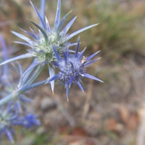 Eryngium ovinum at Nicholls, ACT - 31 Jan 2004