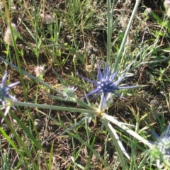 Eryngium ovinum (Blue Devil) at Percival Hill - 24 Nov 2007 by gavinlongmuir