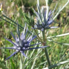 Eryngium ovinum at Nicholls, ACT - 24 Nov 2007