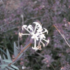 Pimelea linifolia (Slender Rice Flower) at Percival Hill - 3 Nov 2007 by gavinlongmuir