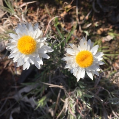 Leucochrysum albicans subsp. tricolor (Hoary Sunray) at Mount Majura - 22 Aug 2015 by AaronClausen