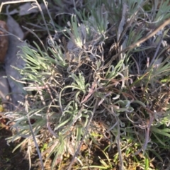 Leucochrysum albicans subsp. tricolor at Majura, ACT - 22 Aug 2015 03:57 PM